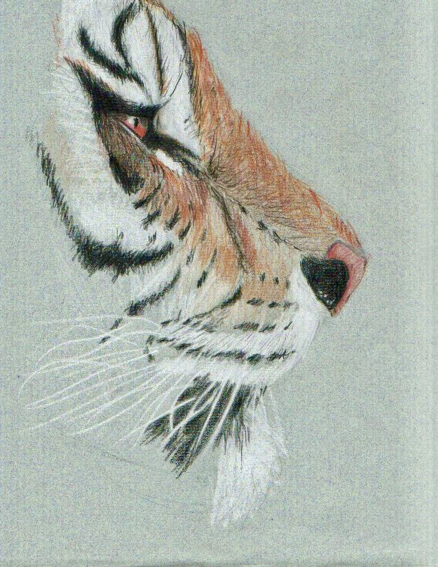 Tigre